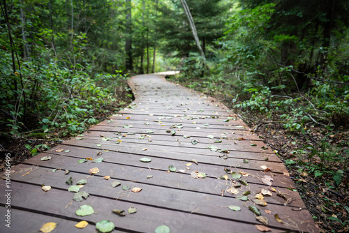 Wooden path in an autumn forest and picturesque hiking trail in Komarovo, suburb of St. Petersburg, Russia. Empty ecological trail in dense dark woodland, selective focus on fallen leaves, bottom view photo