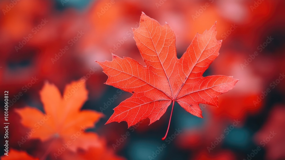 Vibrant red maple leaf on blurred background, nature's autumn beauty. Vibrant red maple leaf on blurred background, nature's autumn beauty.