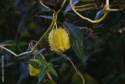 Echinocystis lobata (Wild Cucumber) Wildflower Vine. Invasion plant. photo