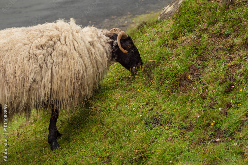 Obraz premium A sheep is grazing on grass in a field. The sheep has a black face and horns. The grass is green and the sheep is standing on a hill. Agriculture and farming industry