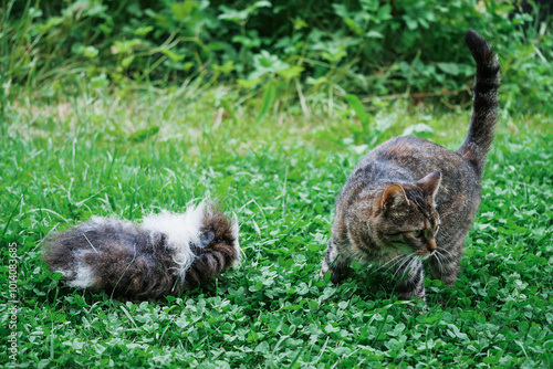 Cute guinea pig with crazy hair style and cat is trying to get away from the pig in a green grass field. Funny scene with house pets.