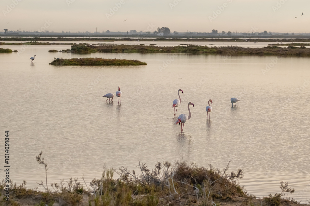 Beautiful landscape with flamingos at Albufera Natural Park in Valencia, Spain.