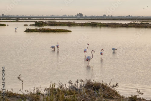 Obraz na płótnie Beautiful landscape with flamingos at Albufera Natural Park in Valencia, Spain. w salonie