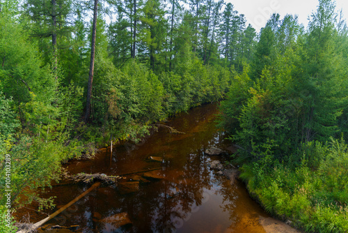 Forest stream surrounded by dense trees in a peaceful wilderness