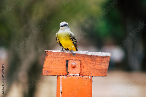 Pajaro mirando photo