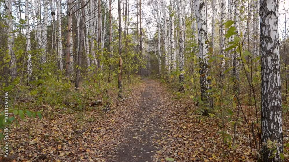 A path covered with fallen leaves through an autumn forest.