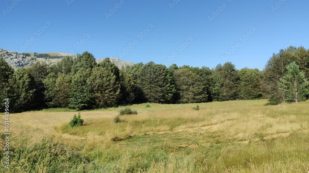Trees swaying in the wind, the noise of an insect in the summer, somewhere in a village without people and transport. The wind is shaking the trees Trees swaying in the wind, the noise of an insect in the summer, somewhere in a village without people and transport. The wind is shaking the trees