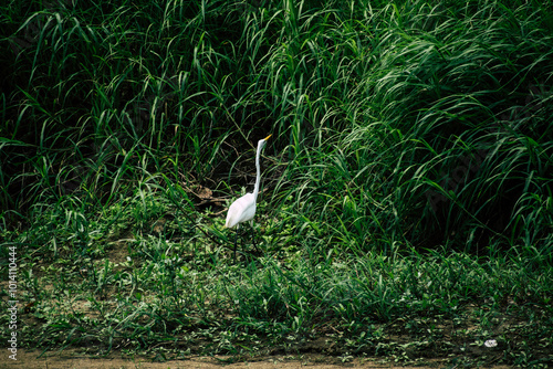 garza en el amazonas