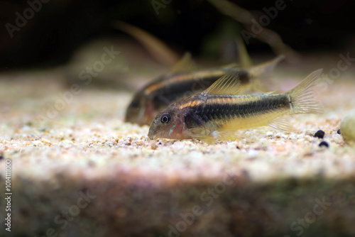 Gold Laser corydoras freshwater fish in tropical aquarium tank photo