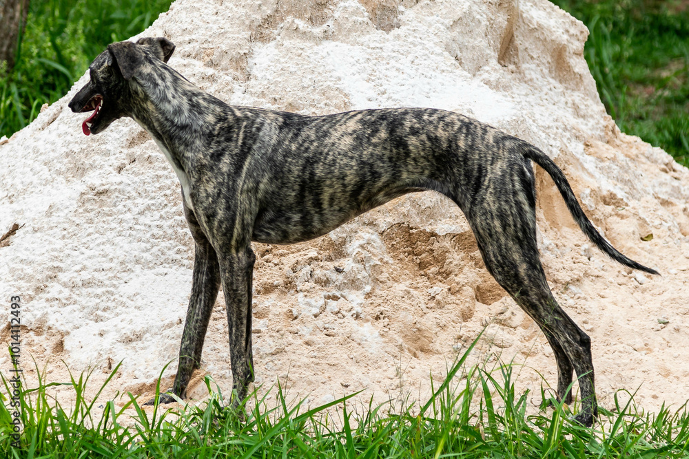 Fototapeta premium Whippet greyhound dog. Whippet greyhound