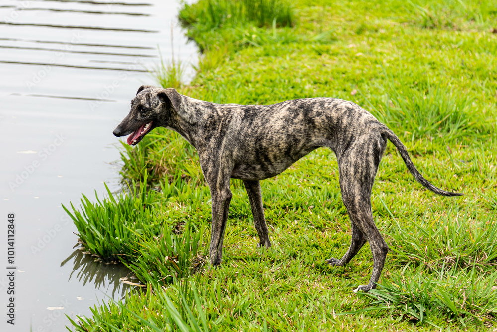 Whippet greyhound dog. Whippet greyhound Whippet greyhound dog. Whippet greyhound