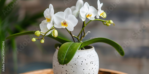 Orquídea delicada em um vaso photo