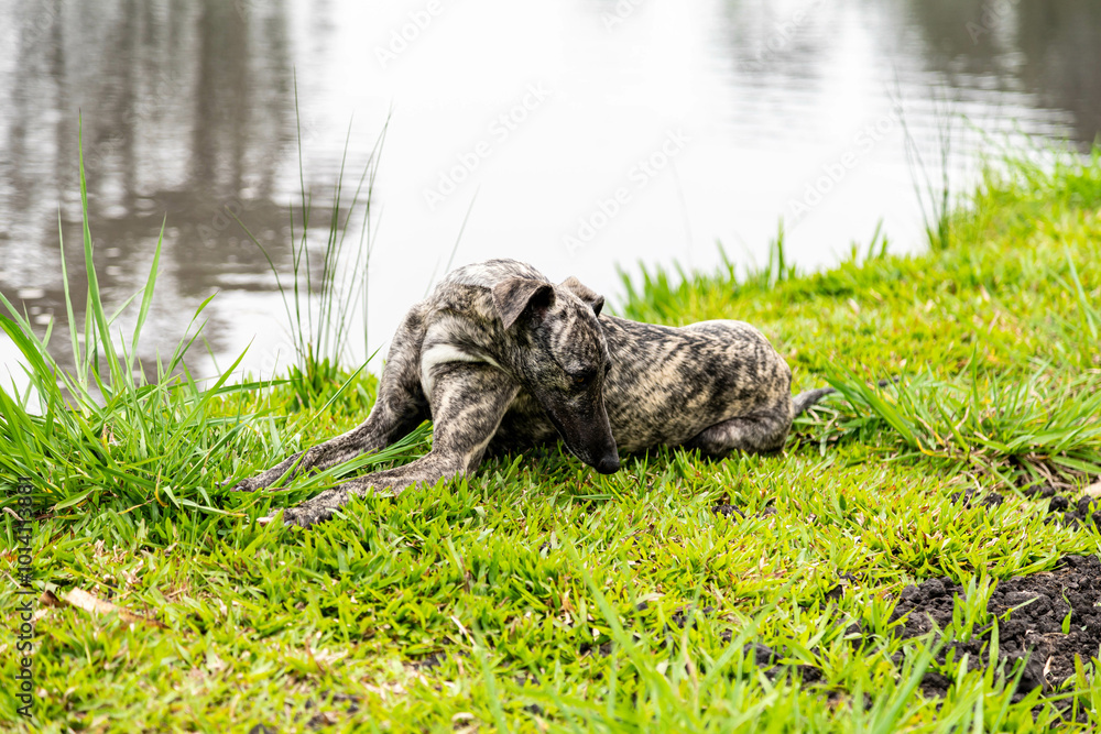 Obraz premium Whippet greyhound dog. Whippet greyhound