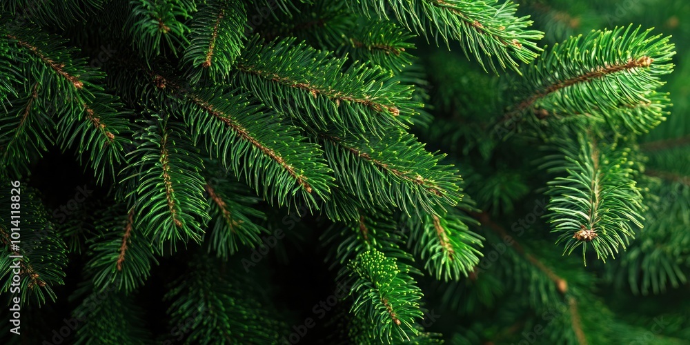 Close-up of evergreen tree branches with lush green needles. Close-up of evergreen tree branches with lush green needles.