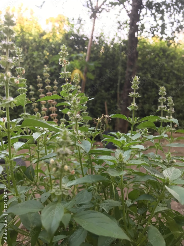 Obraz premium Fresh Ocimum africanum (Kemangi) Herb Plant with Fragrant Green Leaves and Small Flowers. Aromatic Edible Basil for Cooking, Popular in Southeast Asian Cuisine. Traditional Dishes