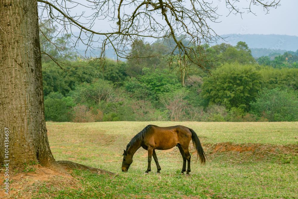 Naklejka premium Um cavalo pastando na tranquilidade do entardecer em um dia de primavera.