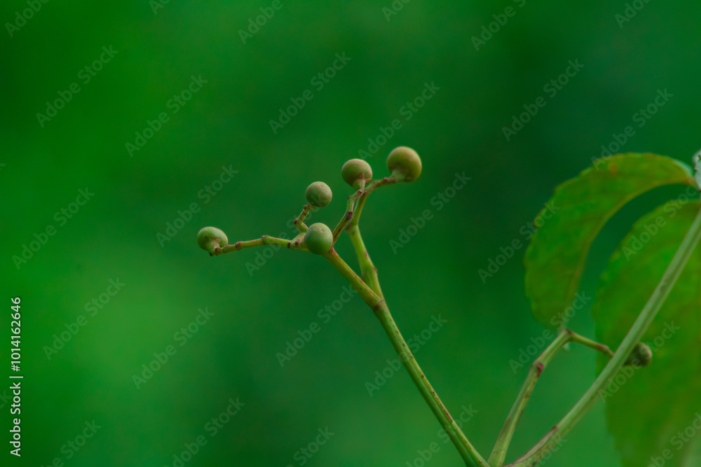 Photo of seeds found on the island of Kalimantan, where these seeds are often used as toys by Kalimantan children to play with friends. Photo of seeds found on the island of Kalimantan, where these seeds are often used as toys by Kalimantan children to play with friends.