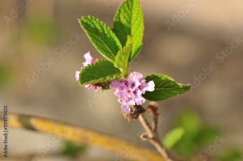 Lippia alba plant flower that provides a very tasty tea	
 photo