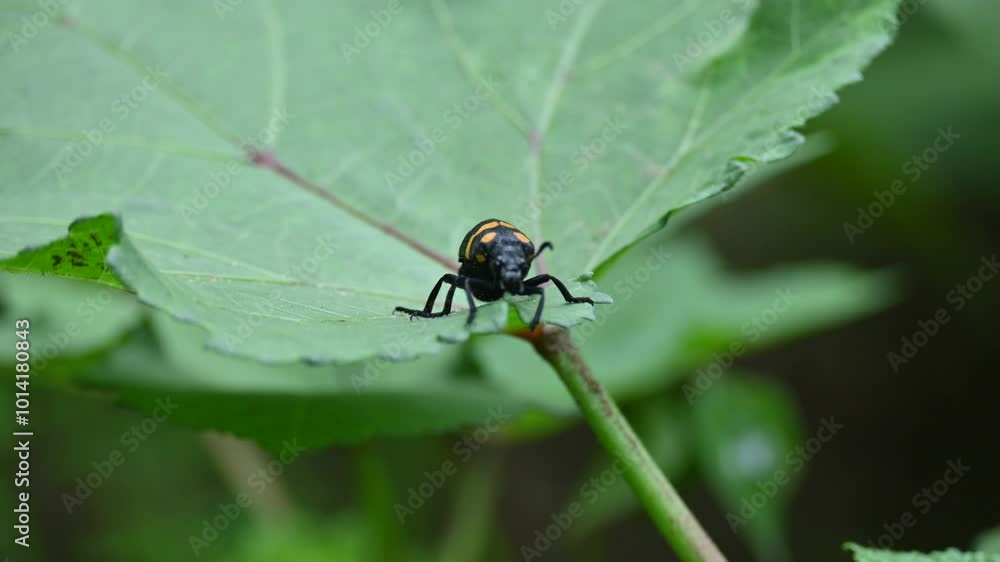 Hycleus Beetle insect is sitting on okra leaves. It is a genus of blister beetle belonging to the Meloidae family found in Africa and Asia. Hycleus polymorphus. They eat all types of flowers. Hycleus Beetle insect is sitting on okra leaves. It is a genus of blister beetle belonging to the Meloidae family found in Africa and Asia. Hycleus polymorphus. They eat all types of flowers.