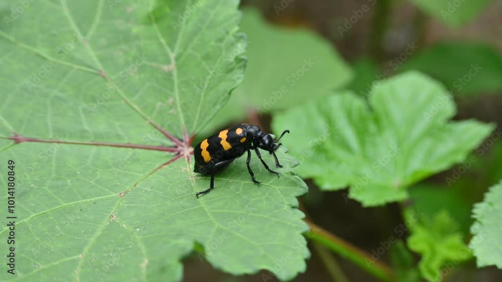 Hycleus Beetle insect is sitting on okra leaves. It is a genus of blister beetle belonging to the Meloidae family found in Africa and Asia. Hycleus polymorphus. They eat all types of flowers. Hycleus Beetle insect is sitting on okra leaves. It is a genus of blister beetle belonging to the Meloidae family found in Africa and Asia. Hycleus polymorphus. They eat all types of flowers.
