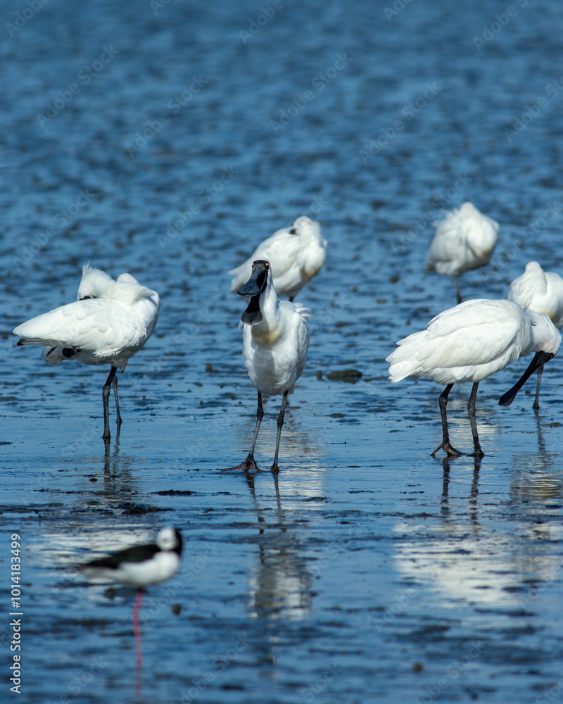Obraz premium Royal Spoonbill