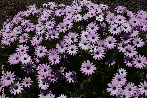 A cluster of vibrant purple flowers with yellow centers, set against a backdrop of green foliage and earthy tones.