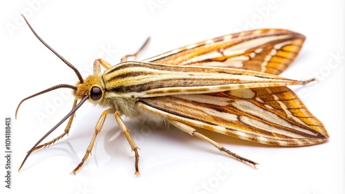 narrow wings, pest management, corn plant, Corn stem borer moth with its striped patterns and narrow wings isolated on a white background viewed from a worm s eye view photo