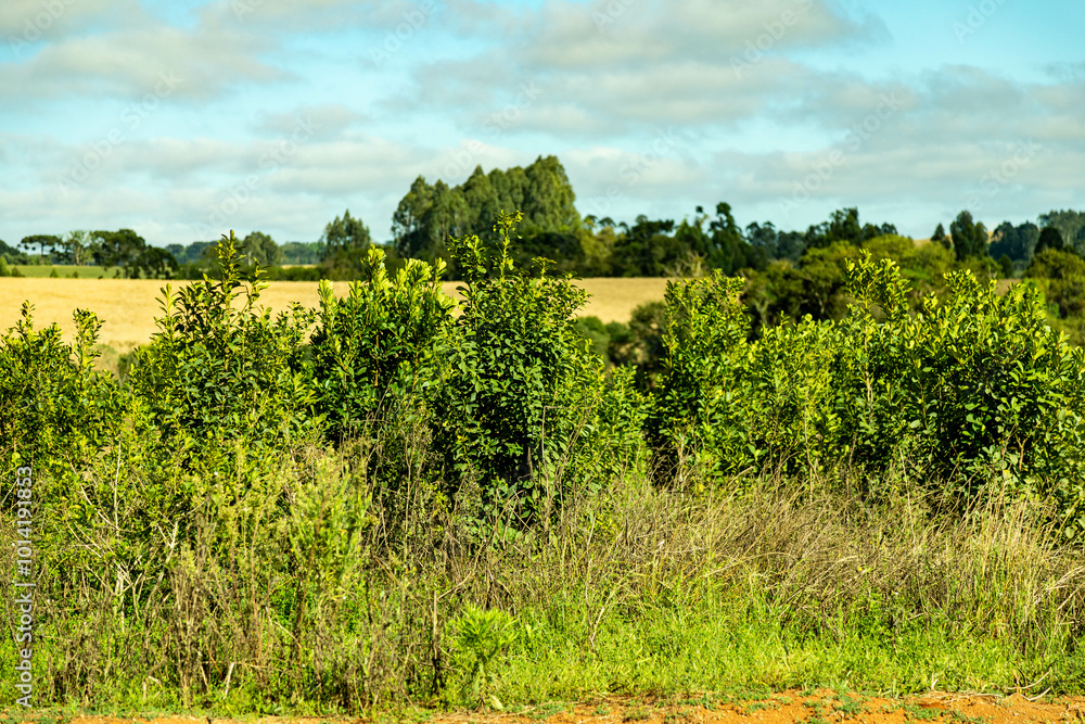 Obraz premium Native mate herb Ilex paraguariensis planted in an organic and sustainable system