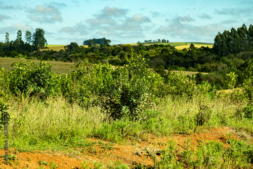 Native mate herb Ilex paraguariensis planted in an organic and sustainable system photo