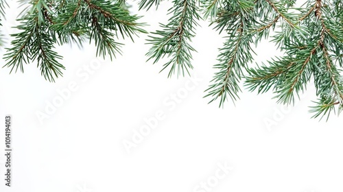 Isolated green pine branches with fine needles displayed on a white background for natural and tranquil decor purposes