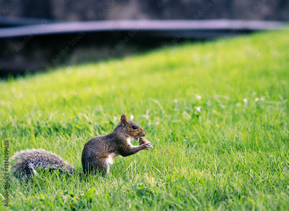 Obraz premium squirrel eating acorn