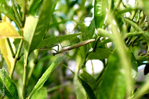 mantis camouflaged among the leaves photo