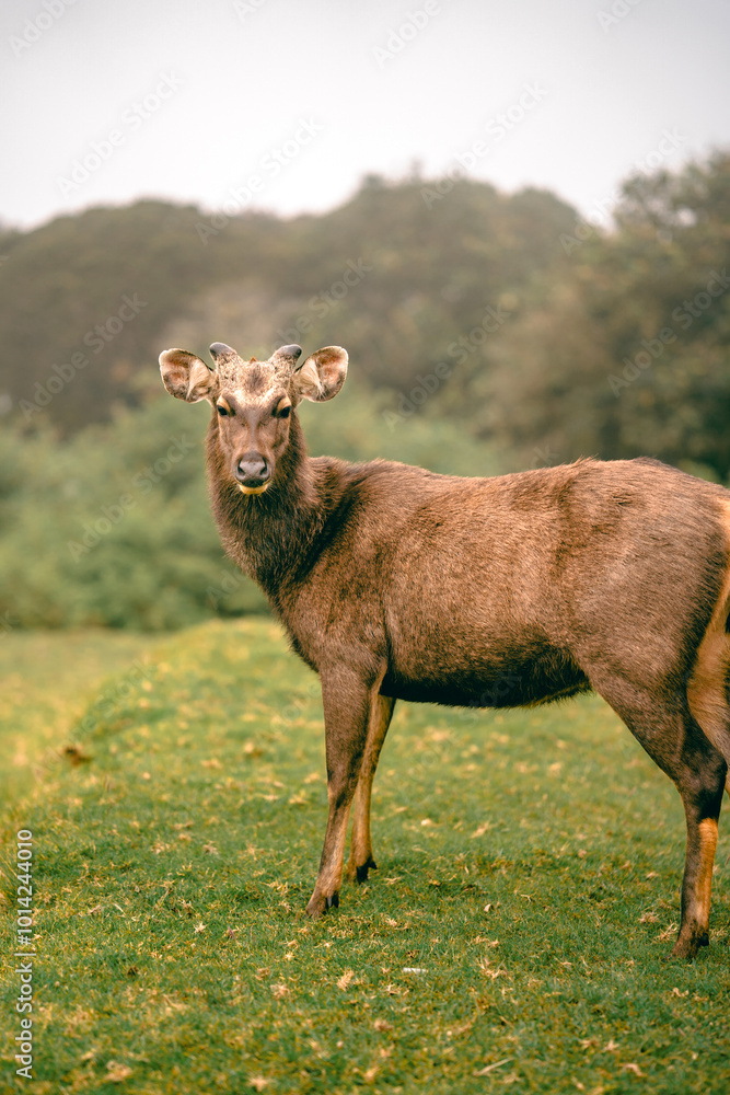 moose in srilanka moose in srilanka
