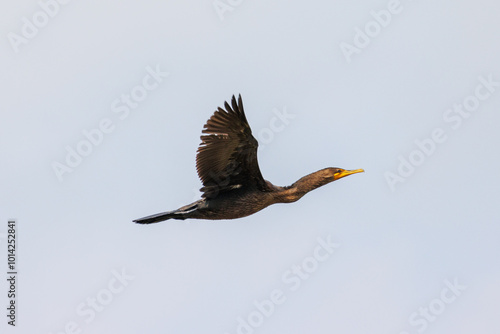 cormorant in flight