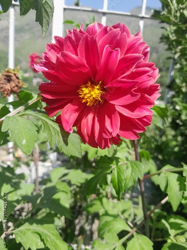 pink colored dahlia like flower with green foliage in the garden photo