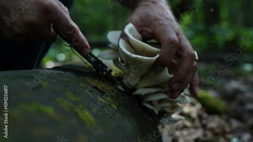 Men is hands carefully cut an oyster mushroom from the trunk of a withered tree with a knife. Close-up.Pleurotaceae.