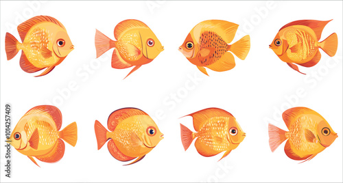 Set of discus fish vector. Colorful discus fish illustrations. Set of tropical discus fish vector. Discus fish vector illustration. Aquarium discus fish vector
