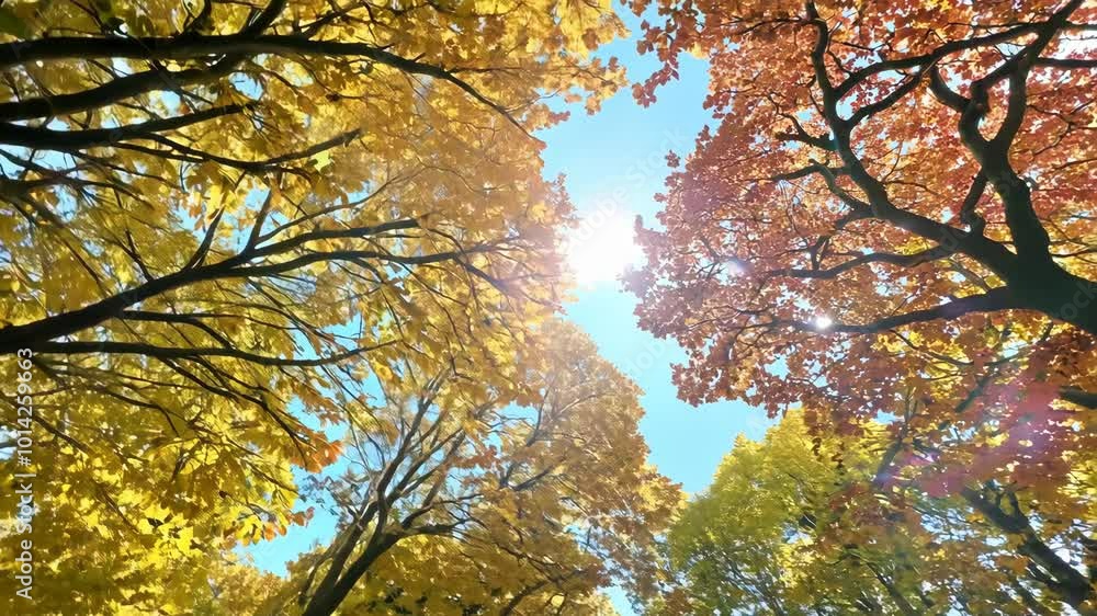 Looking up at the bright yellow and orange leaves of towering trees in an autumn forest. The sunlight filters through the vibrant canopy highlighting the beauty of the changing season. Looking up at the bright yellow and orange leaves of towering trees in an autumn forest. The sunlight filters through the vibrant canopy highlighting the beauty of the changing season.