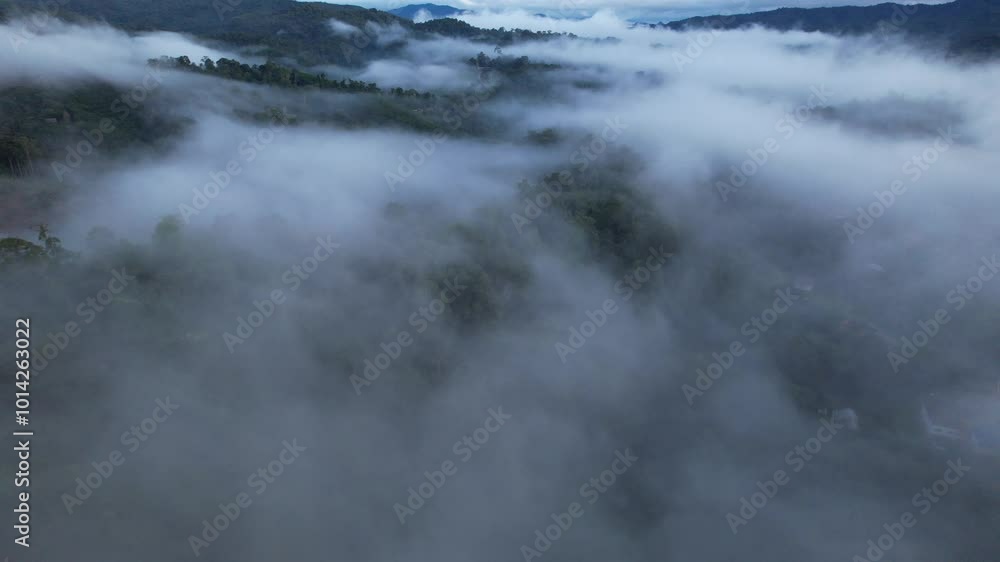 Morning fog after rain in the high angle forest, fog after rain Morning fog after rain in the high angle forest, fog after rain