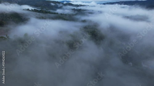 Wallpaper Mural Morning fog after rain in the high angle forest, fog after rain Torontodigital.ca