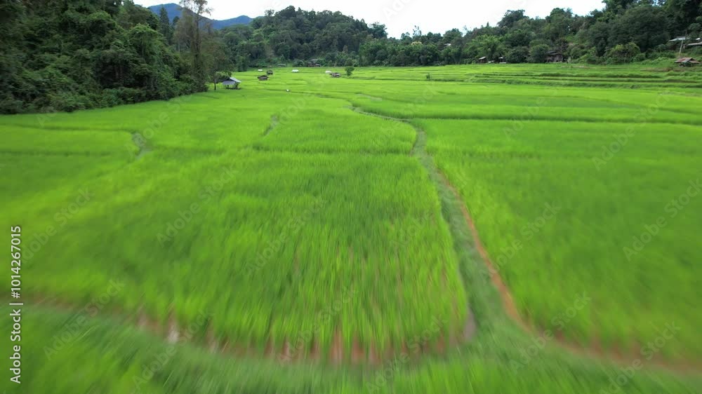 Aerial vertical shot of rice terraces in chiangmai,High angle view of rice fields in Thailand