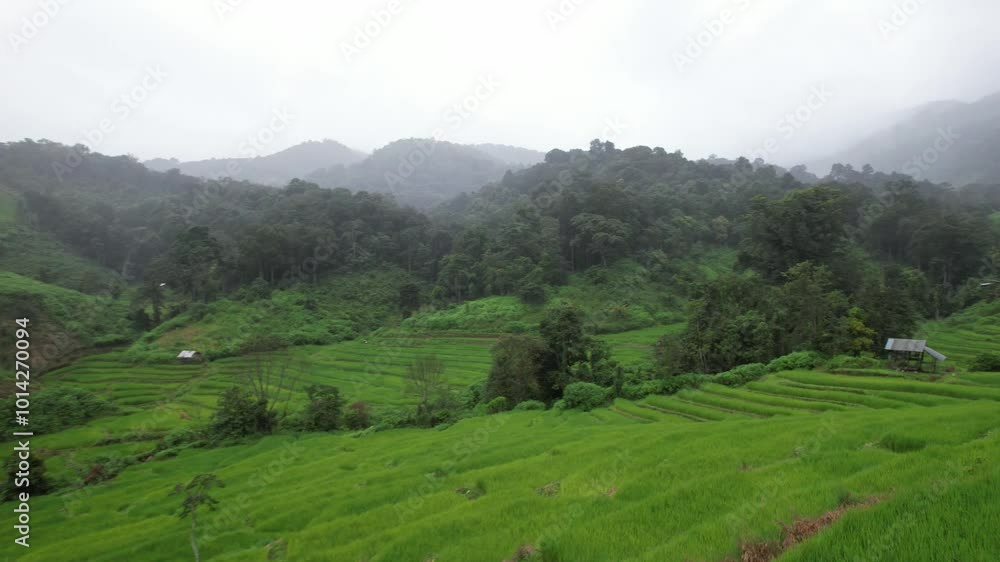 Aerial vertical shot of rice terraces in chiangmai,High angle view of rice fields in Thailand Aerial vertical shot of rice terraces in chiangmai,High angle view of rice fields in Thailand