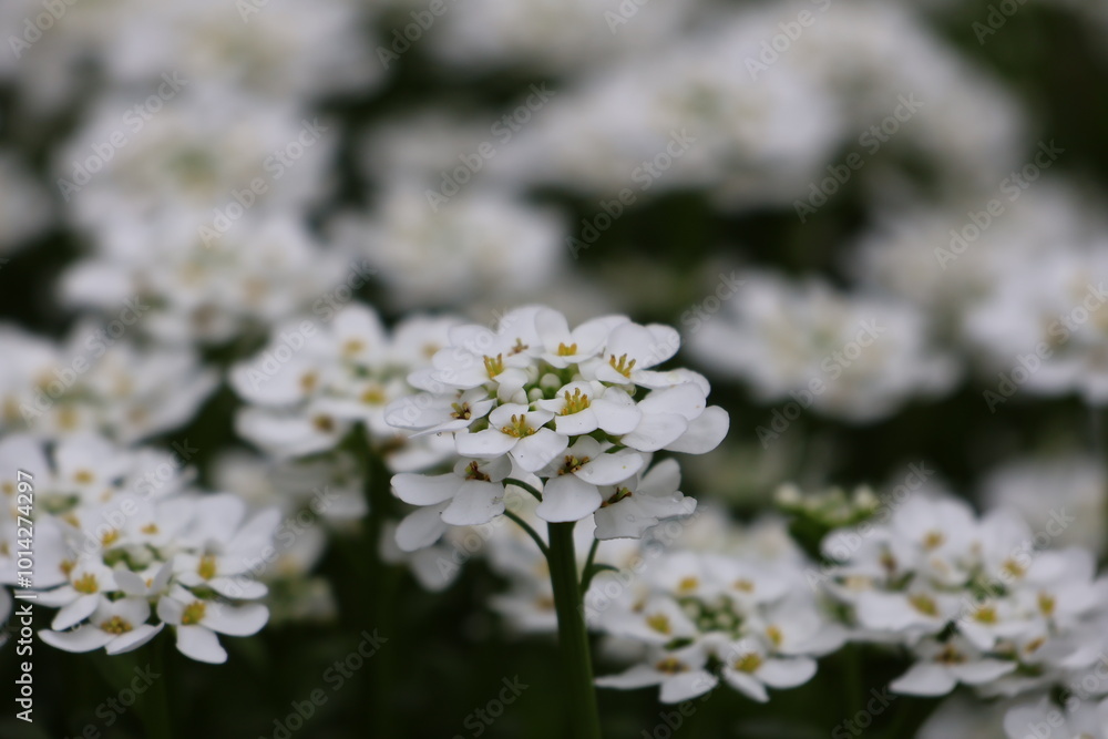 Evergreen Candytuft Flower Evergreen Candytuft Flower