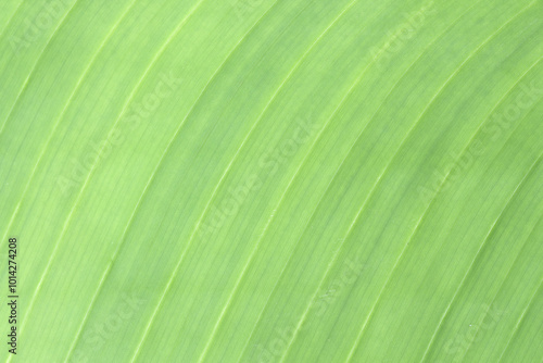 Dumb green texture background