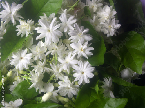 jasmine flower texture background