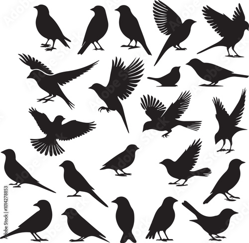 Bird vector, black silhouette set of different bird types isolated