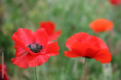 red poppy flower