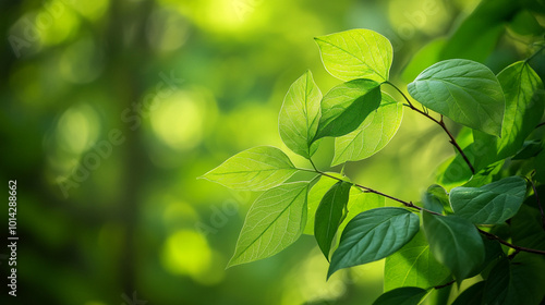 Fresh green leaves illuminated by sunlight in a vibrant forest during a summer afternoon