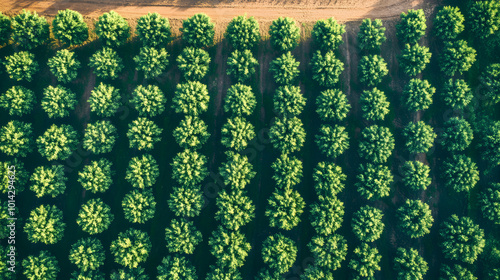 Aerial View of Neatly Arranged Avocado Farm