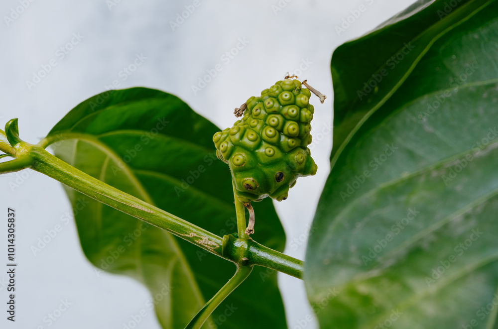 Noni fruit herbal medicines or fresh noni on tree. Raw Indian Mulberry fruit, Morinda Citrifolia. Noni fruit herbal medicines or fresh noni on tree. Raw Indian Mulberry fruit, Morinda Citrifolia.